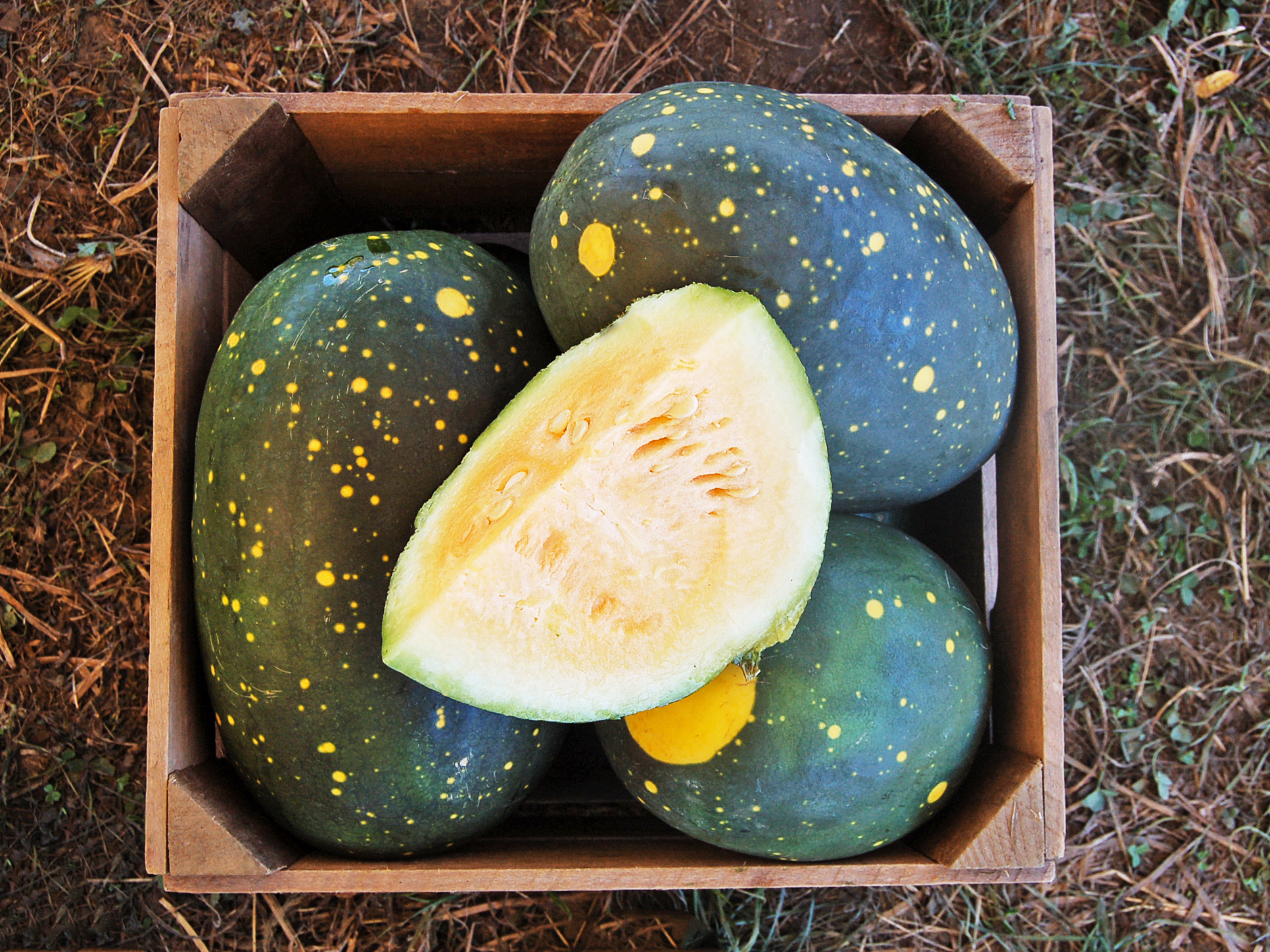 Organic Yellow Moon & Stars Watermelon Citrullus landaus